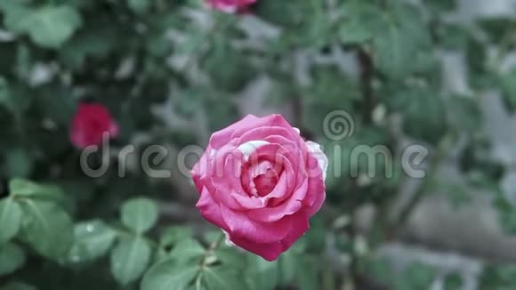 美丽的粉红色玫瑰开花视频的预览图