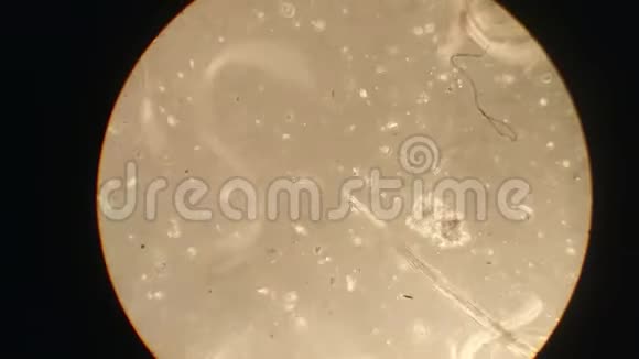 在显微镜放大中关闭微生物或微生物宏而不是3d动画培养皿纳米质地视频的预览图