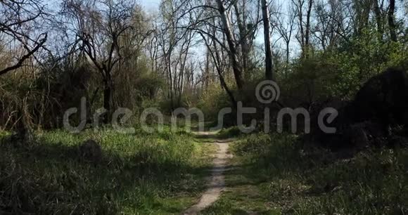 在早期的森林中徒步旅行无人机的观点视频的预览图