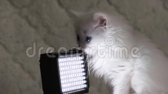 小猫玩便携灯视频的预览图