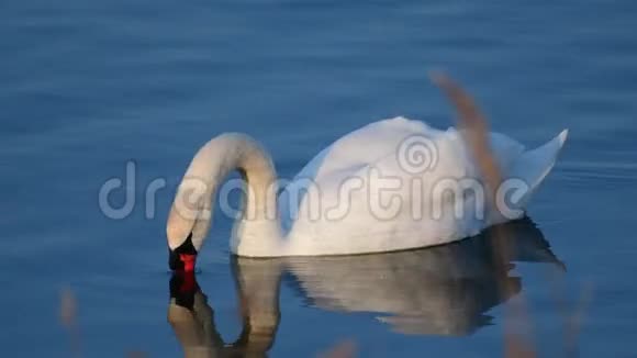 天鹅在湖上潜水寻找食物视频的预览图