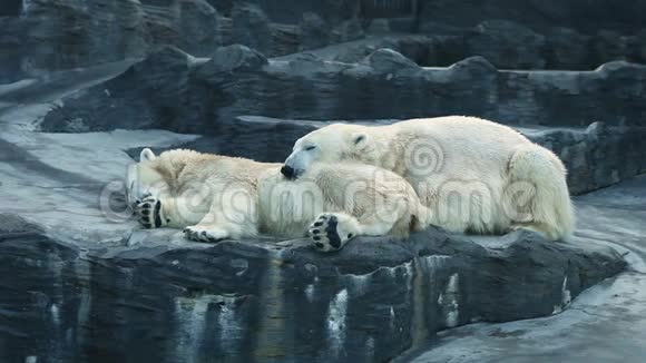 两只北极熊并排躺在岩石上视频的预览图