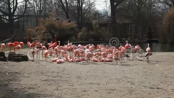 一群粉红色的火烈鸟坐落在池塘的岸边视频的预览图