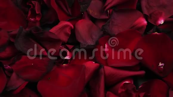 花瓣红玫瑰特写慢慢旋转浪漫的爱情动机视频的预览图