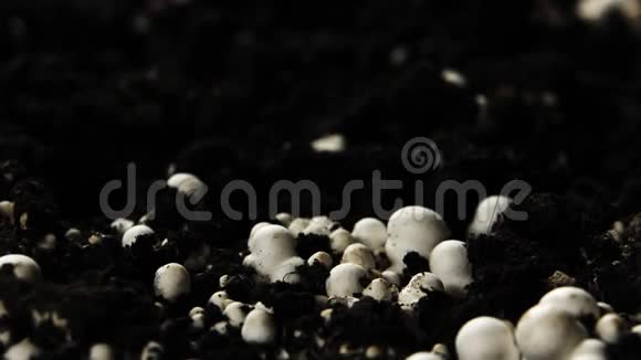 蘑菇生长时间推移新鲜的新香培农菇从地面发芽视频的预览图