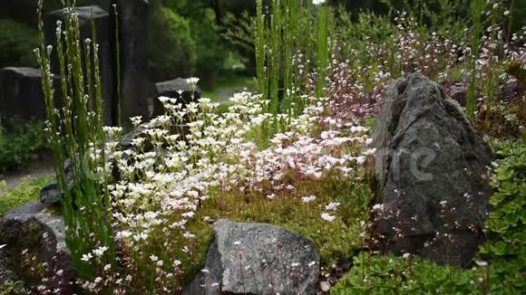 德累斯顿植物园里的高山草本植物花园里的小径视频的预览图