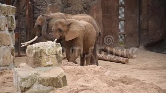 一家两头大象在动物园玩耍视频的预览图