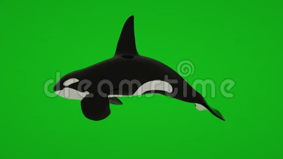 绿屏隔离的鲸鱼游泳动画3d动画视频的预览图