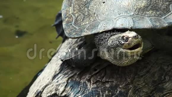 布里斯班河海龟视频的预览图