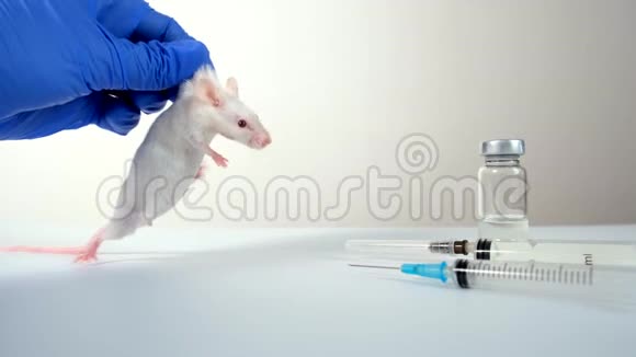 一位戴着蓝手套的科学家拿着白艾比诺实验室的鼠尾草进行实验和测试疫苗视频的预览图