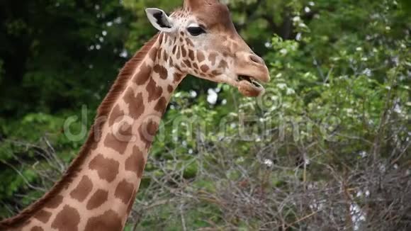 动物园里嚼绿叶的非洲小长颈鹿视频的预览图