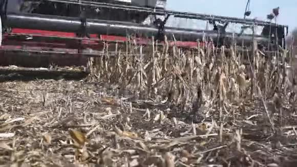 收割机正在一片玉米地收割干玉米采用专用机加工视频的预览图