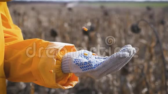 一个农民手里拿着种子玉米谷物在缓慢运动中下落好的收获理念视频的预览图