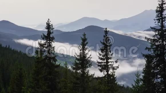 阴天时雾蒙蒙的用松树林吹过山视频的预览图