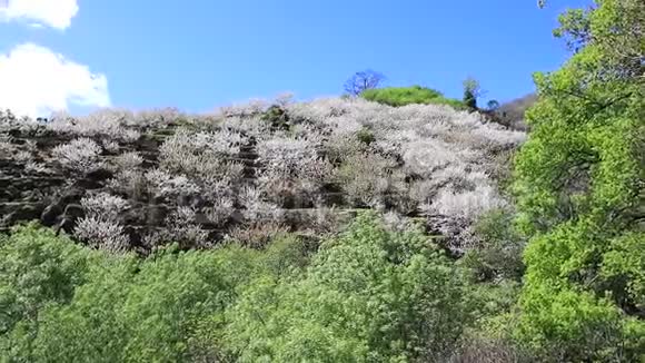杰特谷的樱花樱花盛开视频的预览图