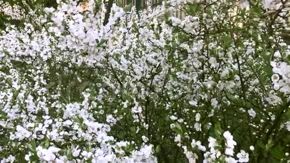 春天盛开的樱桃树春天许多娇嫩的白花花园和公园视频的预览图