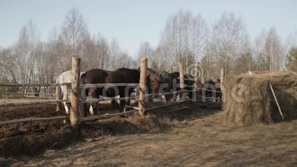 农村的马一匹小马和一头公牛在篱笆后面吃干草视频的预览图