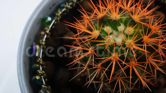 仙人掌在锅里土壤中的plantSuculentBeads上的橙色针视频的预览图