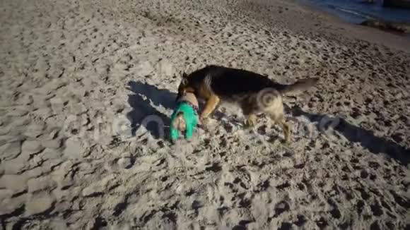 德国牧羊犬和帕格在沙滩上玩耍视频的预览图