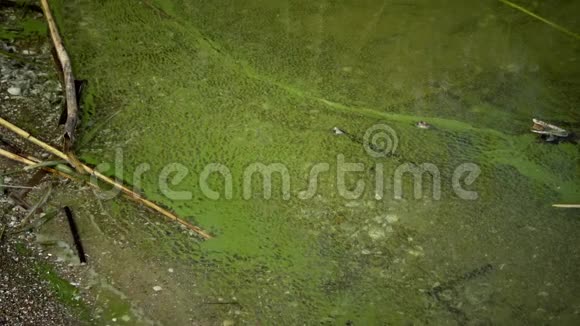 富营养化环境问题蓝绿藻铜绿微囊藻的大量发育视频的预览图