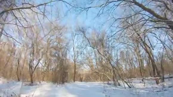 奇妙的冬季景观树木间的太阳在冬季时变弱带雪的圣诞背景视频的预览图