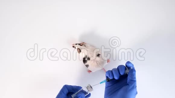 一位科学家将把疫苗注射到实验室的老鼠身上进行动物实验测试哺乳动物的药物视频的预览图