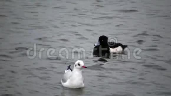 丛生鸭Aythya富利古拉乌克兰的鸟天鹅海鸥和鸭子黑海上过冬的水禽视频的预览图
