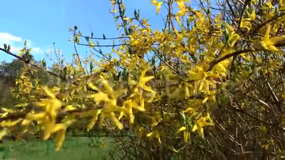 黄色盛开的连翘花在春天特写金钟边境连翘x中间媒体欧洲美丽的神殿视频的预览图