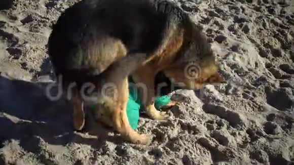 德国牧羊犬在沙滩上玩视频的预览图