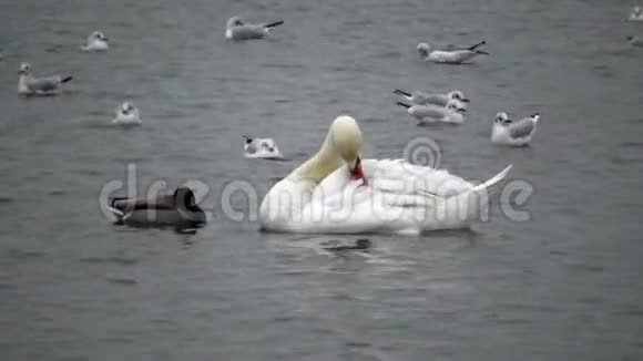乌克兰的鸟天鹅海鸥和鸭子黑海上过冬的水禽视频的预览图
