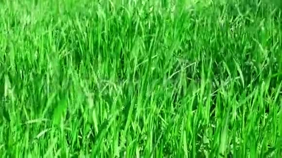 春天的一天公园里绿油油的小草在风中摇曳视频的预览图