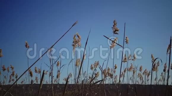 芦苇在蓝天的背景下迎风飘扬视频的预览图