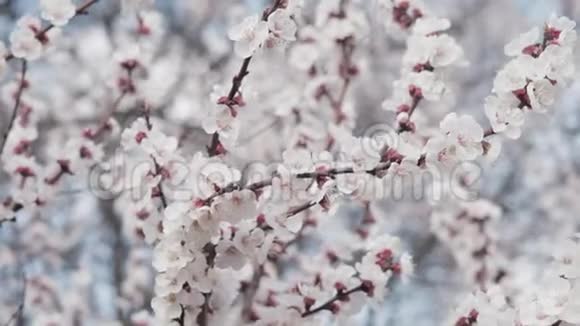 春天公园的树枝上盛开着白花杏花视频的预览图