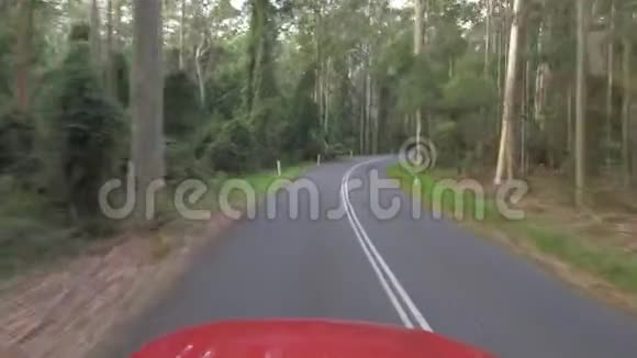 雾天桉树林狭窄道路上的车辆POV驾驶视频的预览图