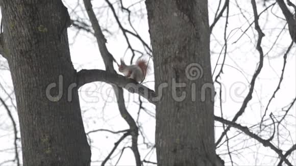 松鼠在冬天在一棵从树枝跳到树枝上玩耍视频的预览图