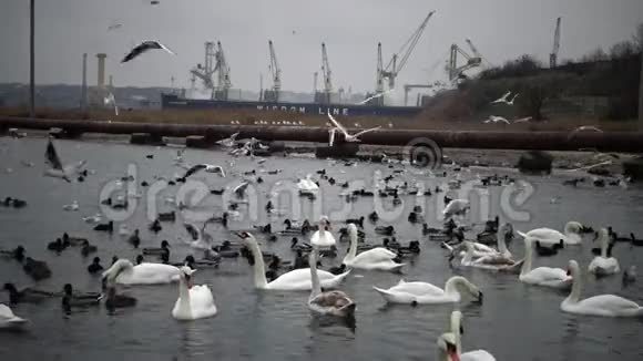 乌克兰苏霍伊美学2018年12月15日乌克兰鸟类天鹅海鸥和鸭子黑海上过冬的水禽视频的预览图