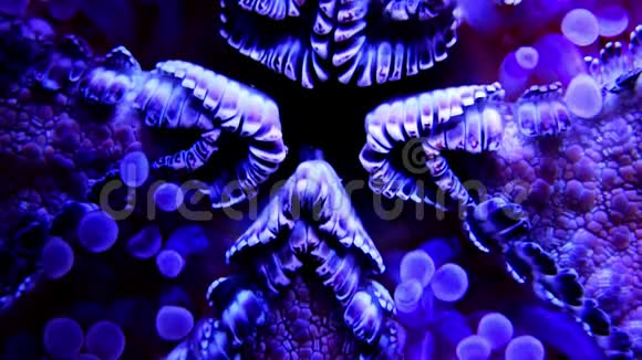 海星从底部观察口腔和脚趾甲的宏观摄影它们粘在玻璃中视频的预览图