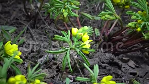 视频滑块裸子植物昙花一现的花野生黄色的初花从乌克兰红皮书中难得看到视频的预览图