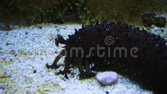 在海洋水族馆里触手在沙滩上收集食物视频的预览图