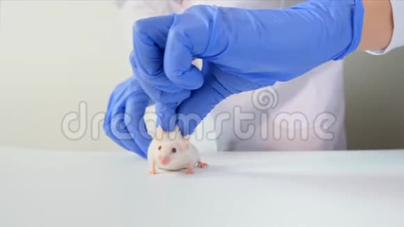 一位戴着蓝手套的科学家用尾巴和邋遢的东西把白艾比诺实验室的老鼠抱起来进行实验和测试视频的预览图