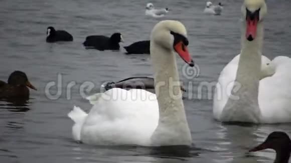 乌克兰的鸟天鹅海鸥和鸭子黑海上过冬的水禽视频的预览图