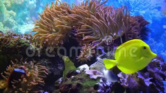 水下景观海洋水族馆里的热带鱼海洋中的一种大型海葵视频的预览图
