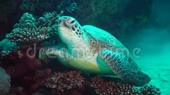 绿海龟海龟海龟躲在珊瑚下面的底部红海马尔萨阿拉姆阿布达巴布埃及视频的预览图