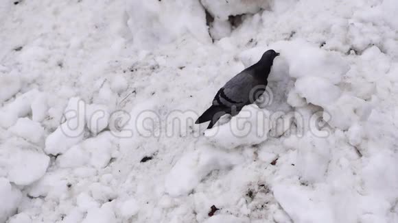 阴天冬天鸽子啄雪鸽子在找食物视频的预览图