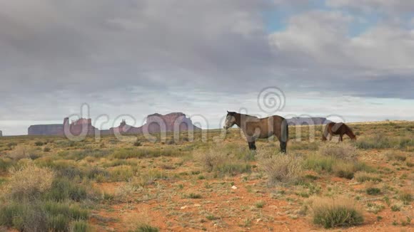 一匹马在纪念碑山谷中的马背梅萨的侧面照片视频的预览图