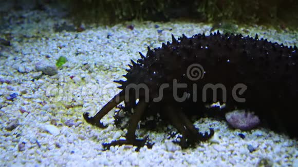 在海洋水族馆里触手在沙滩上收集食物视频的预览图