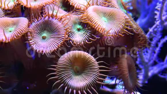 海洋水族馆中的五彩珊瑚动物园棕榈视频的预览图