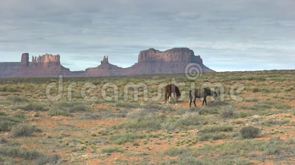 两匹马在纪念碑山谷放牧视频的预览图