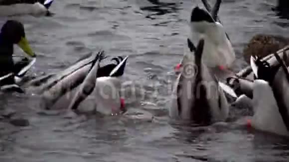 乌克兰的鸟天鹅海鸥和鸭子黑海上过冬的水禽视频的预览图