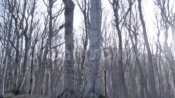 春天森林里美丽的不寻常的树视频的预览图